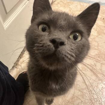Nautalee -  Domestic Short Hair Cat for Adoption in Spanish Fork, Utah - Nautalee | PetCurious