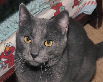 Rescue Russian Blue Cats for Adoption in Euclid, Ohio - Gavin | PetCurious