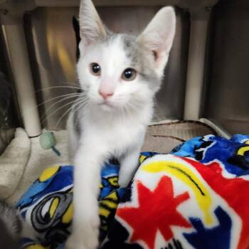 Tiger -  Domestic Short Hair Cat for Adoption in Walker, Michigan - Tiger | PetCurious