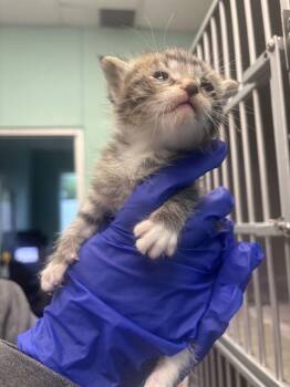 Domestic Short Hair Cats Available for Adoption in Dallas, Texas - JIMBEI | PetCurious