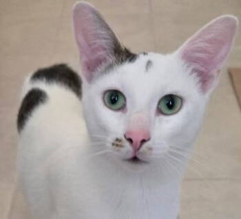 Rescue Domestic Short Hair Cats for Adoption in Castro Valley, California - Marshall | PetCurious