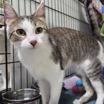 Domestic Short Hair Cats Available for Adoption in Whitewater, Wisconsin - Valery | PetCurious
