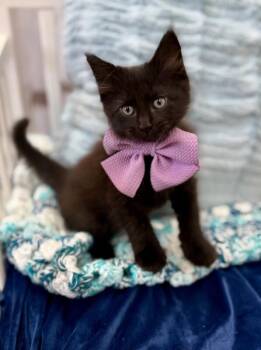 Bombay and Domestic Short Hair Cats Available for Adoption in Friendswood, Texas - Neri Meowsers | PetCurious