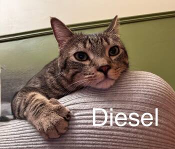 Diesel -  Tabby Cat Available for Adoption in Tucson, Arizona - Diesel | PetCurious