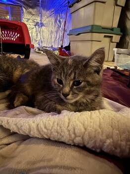Alora -  Domestic Short Hair Cat for Adoption in Wheaton, Illinois - Alora | PetCurious