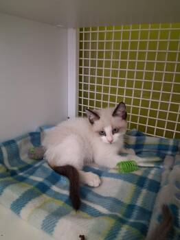 Siamese and Domestic Short Hair Cats Available for Adoption in Pendleton, Oregon - Dewey | PetCurious