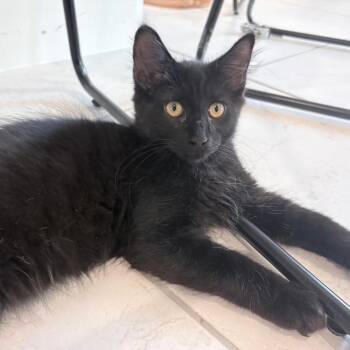 Kole -  Domestic Medium Hair Cat for Adoption in League City, Texas - Kole | PetCurious