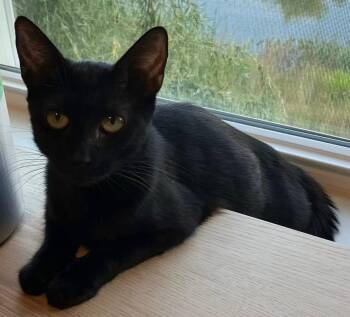 Rescue Domestic Short Hair Cats for Adoption in Mokena, Illinois - Mama | PetCurious