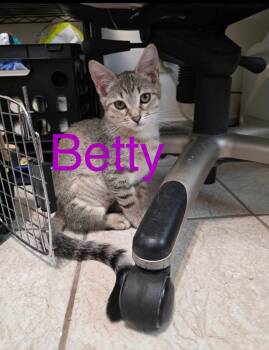Betty -  Tabby and Domestic Short Hair Cat for Adoption in Tucson, Arizona - Betty | PetCurious