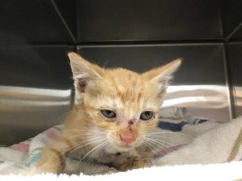 Domestic Short Hair Cats Available for Adoption in Thousand Palms, California - JIMOTHY | PetCurious