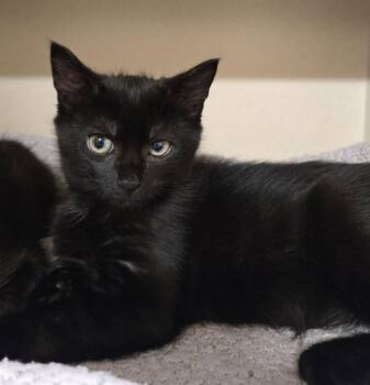 Rescue Domestic Short Hair Cats for Adoption in New Rochelle, New York - Vann | PetCurious