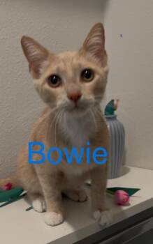 Tabby Cats Available for Adoption - Bowie | PetCurious