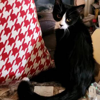 Domestic Short Hair Cats Available for Adoption - Bellamy | PetCurious