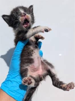 CHOMPER -  Domestic Short Hair Cat for Adoption in San Antonio, Texas - CHOMPER | PetCurious