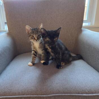 Port -  Domestic Short Hair Cat for Adoption in Evanston, Illinois - Port | PetCurious