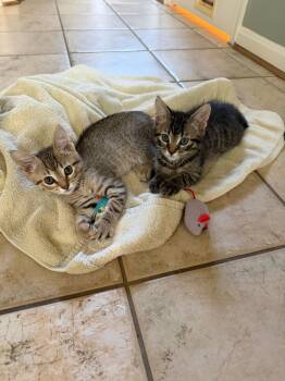 Jared and Jensen in foster care -  Domestic Short Hair Cat for Adoption in Ellicott City, Maryland - Jared And Jensen In Foster Care | PetCurious