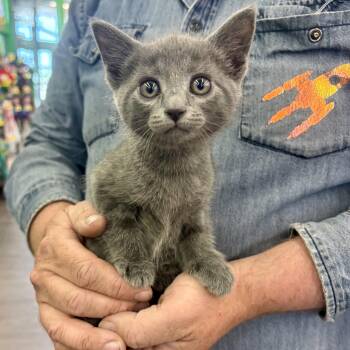 Ophelia -  Domestic Short Hair Cat Available for Adoption in Akron, Ohio - Ophelia | PetCurious