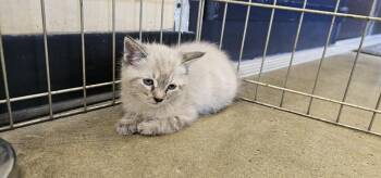Hardy -  Domestic Long Hair Cat for Adoption in Powder Springs, Georgia - Hardy | PetCurious