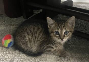 Sauerkraut -  Domestic Long Hair Cat for Adoption in Murfreesboro, Tennessee - Sauerkraut | PetCurious