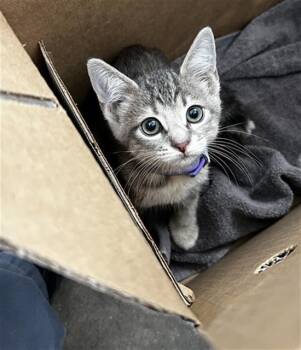 CARMEN -  Domestic Medium Hair Cat for Adoption in Dallas, Texas - CARMEN | PetCurious