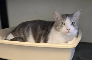 Howie and Carl -  Domestic Medium Hair Cat for Adoption in Larned, Kansas - Howie And Carl | PetCurious
