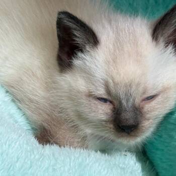 Ivory -  Domestic Medium Hair Cat for Adoption in Ferndale, Washington - Ivory | PetCurious