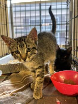 Cassidy -  Domestic Short Hair Cat for Adoption in Sorrento, Louisiana - Cassidy | PetCurious