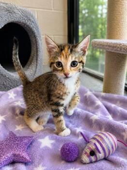 Aurora -  Domestic Medium Hair Cat for Adoption in Chattanooga, Tennessee - Aurora | PetCurious