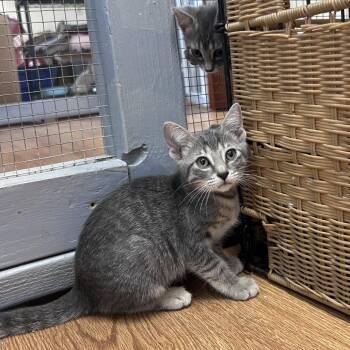 Rain 26-06-008 -  Domestic Short Hair Cat for Adoption in Bastrop, Texas - Rain 26-06-008 | PetCurious