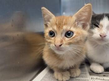 A1053165 -  Domestic Short Hair Cat for Adoption in Martinez, California - A1053165 | PetCurious