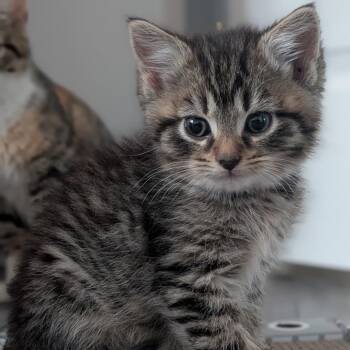 Domestic Medium Hair Cats Available for Adoption in Fredericksburg, Virginia - Prince Of Summerhall | PetCurious