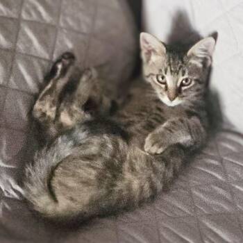 Lonnie -  Domestic Short Hair Cat for Adoption in Austin, Texas - Lonnie | PetCurious