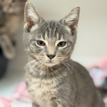Berlioz -  Domestic Short Hair Cat Available for Adoption in Champaign, Illinois - Berlioz | PetCurious