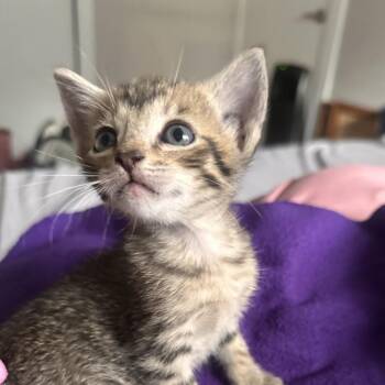 Fruit Snack -  Domestic Short Hair Cat for Adoption in Titusville, Florida - Fruit Snack | PetCurious
