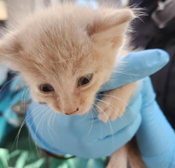 DASH -  Domestic Short Hair Cat for Adoption in San Antonio, Texas - DASH | PetCurious