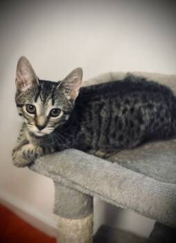 Rescue Domestic Short Hair Cats for Adoption in Jackson, Georgia - Zoren | PetCurious