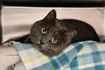 Luna -  Domestic Short Hair Cat Available for Adoption in Fairhope, Alabama - Luna | PetCurious