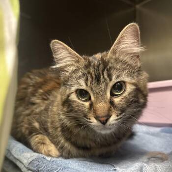 Rachel Ray -  Domestic Medium Hair Cat for Adoption in Flagstaff, Arizona - Rachel Ray | PetCurious