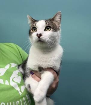 Zlatan -  Domestic Short Hair Cat for Adoption in New Orleans, Louisiana - Zlatan | PetCurious