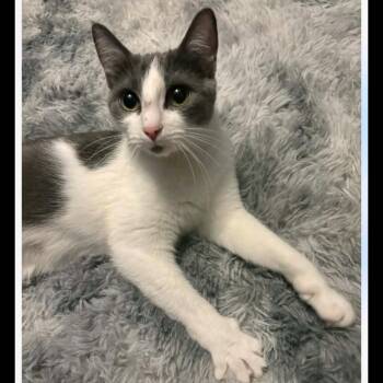 Domestic Short Hair Cats Available for Adoption in Lenexa, Kansas - Donut | PetCurious