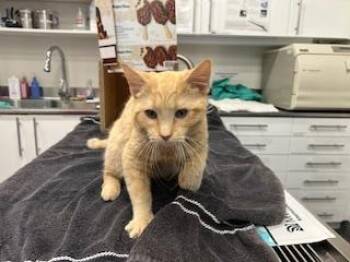 Domestic Short Hair Cats Available for Adoption in Antioch, California - CANYON | PetCurious