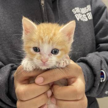 Domestic Short Hair Cats Available for Adoption in San Antonio, Texas - TANGERINE | PetCurious