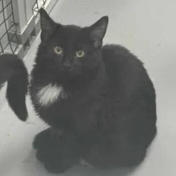Rescue Domestic Medium Hair Cats for Adoption in Mount Pleasant, Iowa - Noir | PetCurious