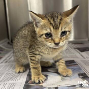 Dabble -  Domestic Short Hair Cat for Adoption in Washington, District Of Columbia - Dabble | PetCurious