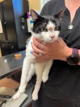 RICK -  Domestic Short Hair Cat Available for Adoption in Cookeville, Tennessee - RICK | PetCurious