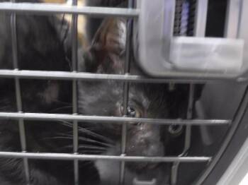 SKRILL -  Domestic Short Hair Cat for Adoption in Omaha, Nebraska - SKRILL | PetCurious