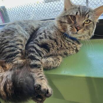 Domestic Short Hair Cats Available for Adoption - Felix | PetCurious