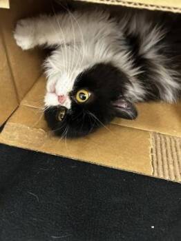 Domestic Long Hair and Persian Cats Available for Adoption in Westland, Michigan - Toby Maguire | PetCurious