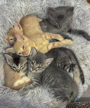 Rescue American Shorthair and Tabby Cats for Adoption in Bowie, Texas - Kittens (Courtesy Post) | PetCurious