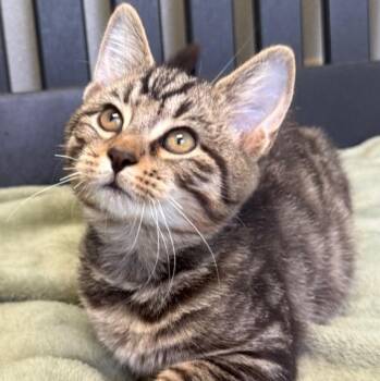 Bucky -  Domestic Short Hair Cat for Adoption in New Philadelphia, Ohio - Bucky | PetCurious